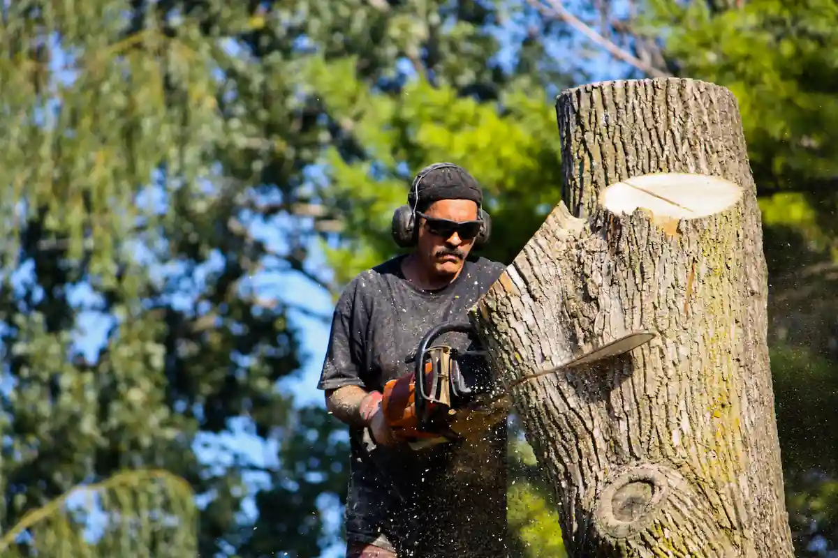 Tree service crew member cutting a tree trunk with a chainsaw