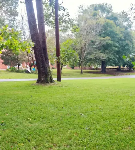 Cleared lawn after storm cleanup
