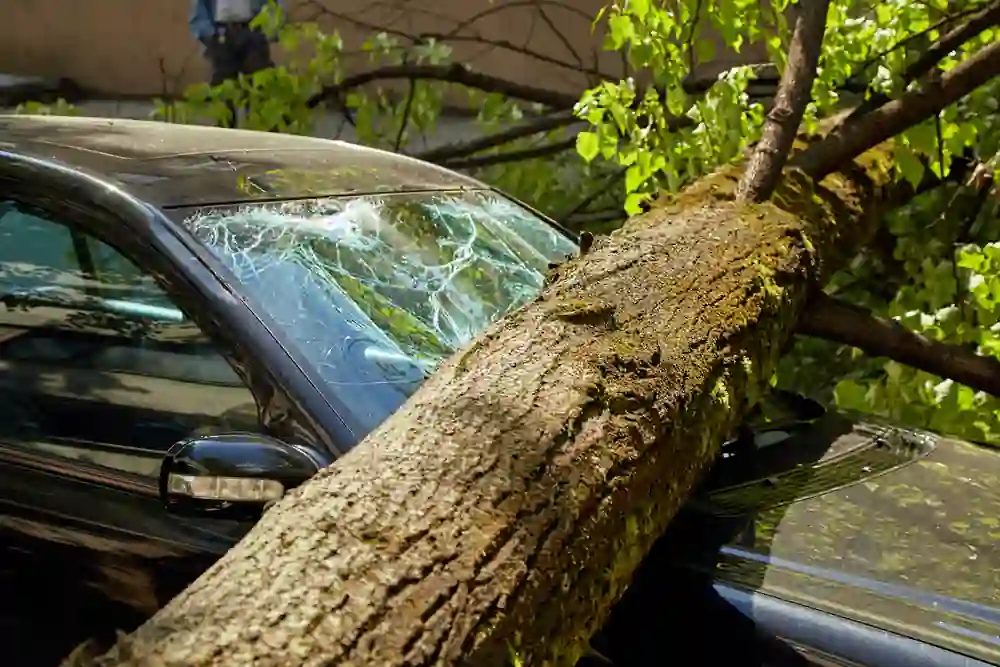 Fallen tree across a car after a storm