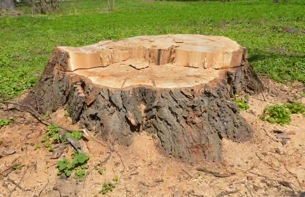 Freshly cut tree stump in a lawn