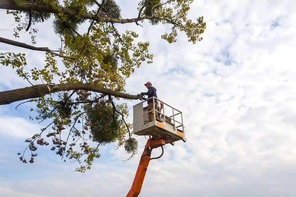 Arborist in a bucket lift pruning a tree branch